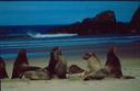 Group of seals on the beach.